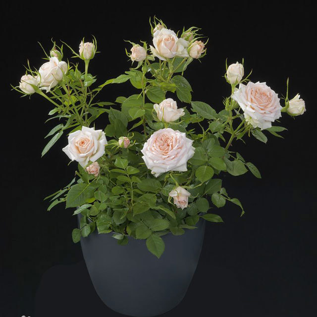 Mini Rose Rosa Terrazza Tender Leggy Stems
