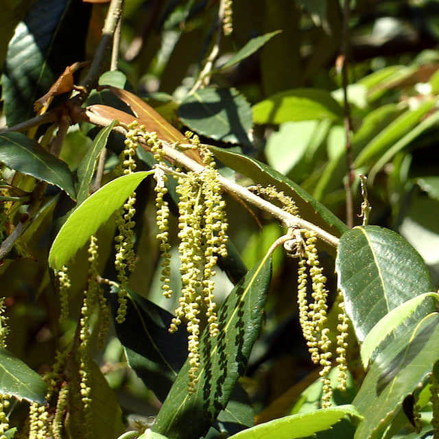 Quercus lanata