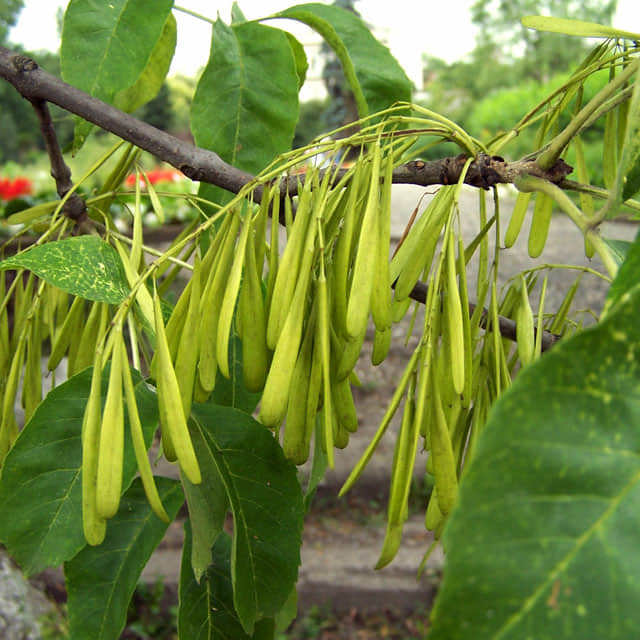 Fraxinus pennsylvanica