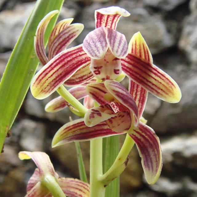 Cymbidium nanulum