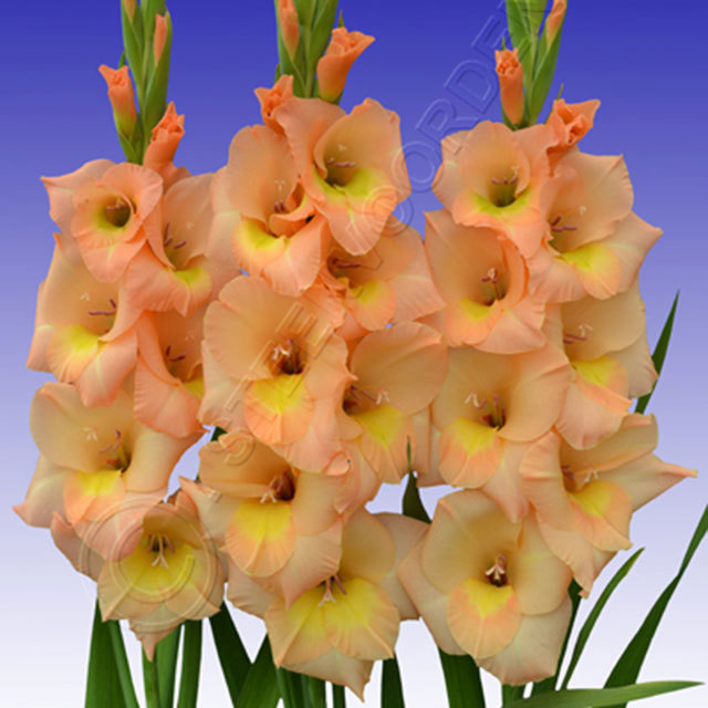 Gladiolus Esta Bonita
