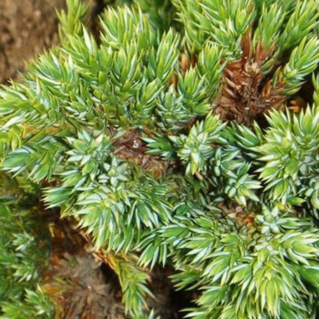 Juniperus squamata