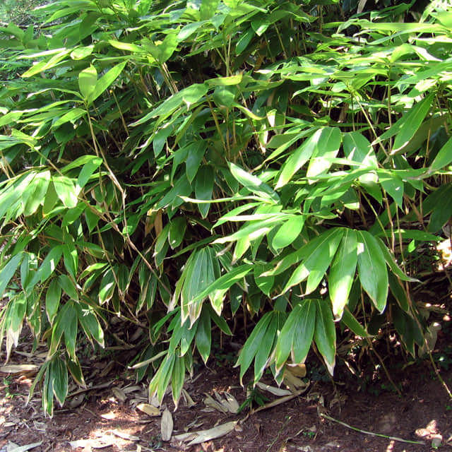 Sasa palmata