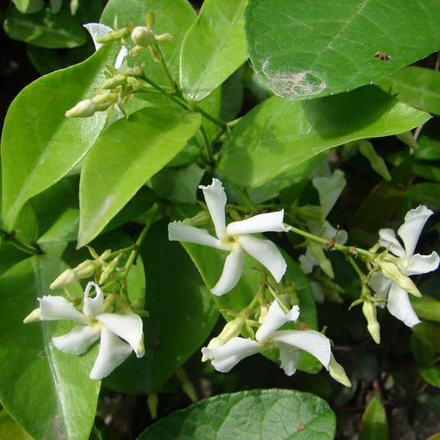Trachelospermum jasminoides Brown Leaf Tips