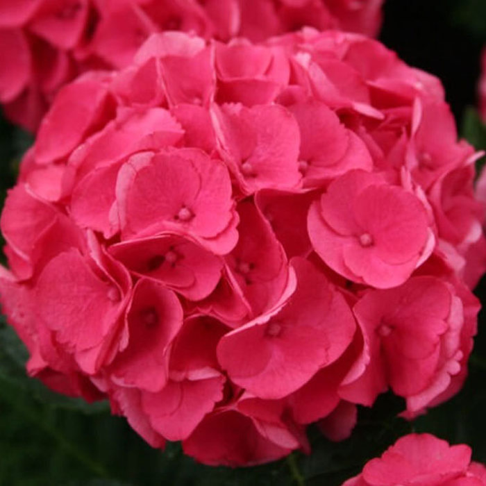 Hydrangea macrophylla Magical Dynamite Sticky Leaves
