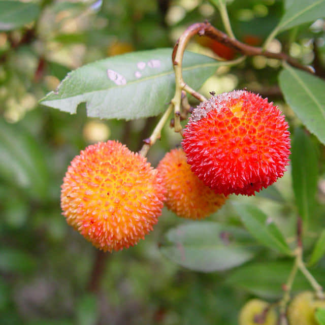 Arbutus menziesii