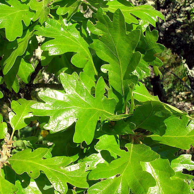 Quercus garryana