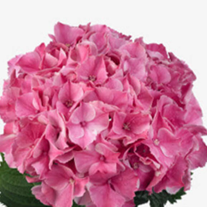 Hydrangea macrophylla Magical Marble Sticky Leaves