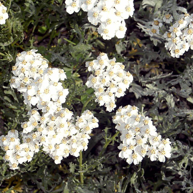 Achillea clavennae