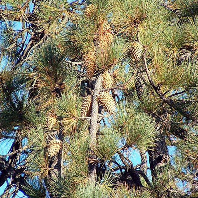 Pinus coulteri