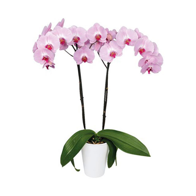 Phalaenopsis Sacramento