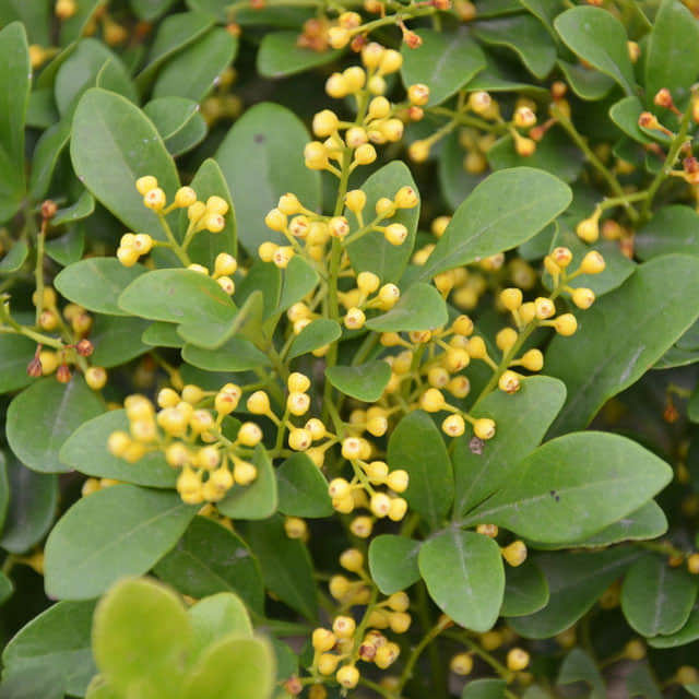 Aglaia odorata