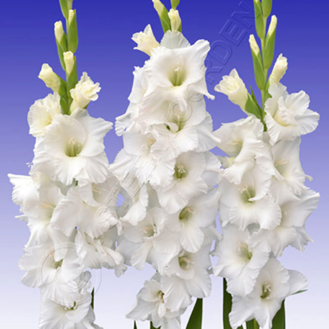 Gladiolus Essential