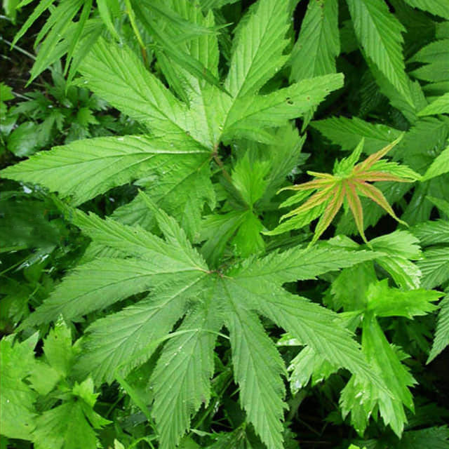 Filipendula