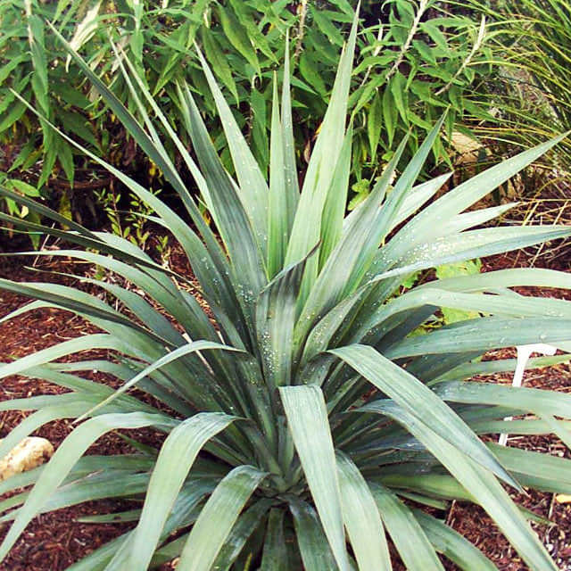 Yucca recurvifolia Foglie gialle