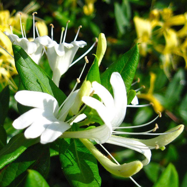 Lonicera japonica