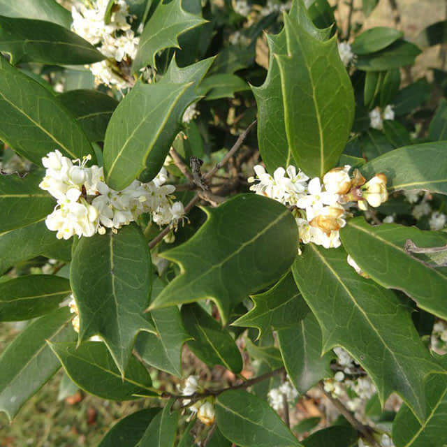 Osmanthus heterophyllus