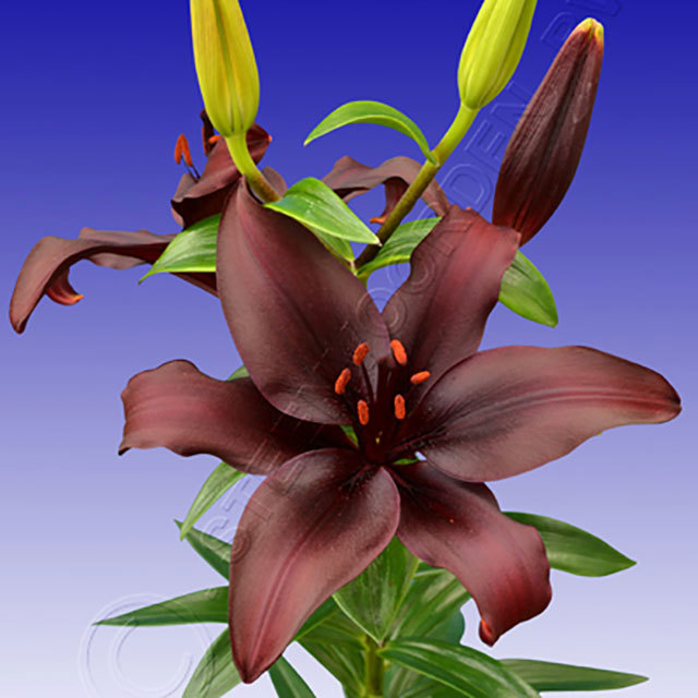 Lilium hybrid Dimension Polvere bianca
