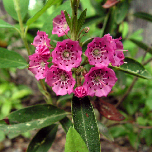 Kalmia angustifolia