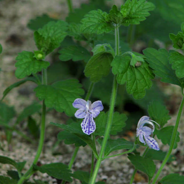 Caryopteris