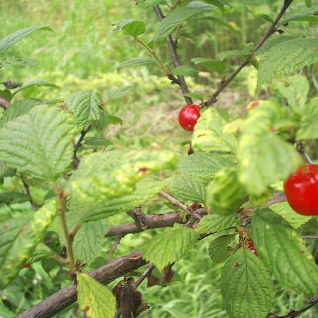Prunus tomentosa