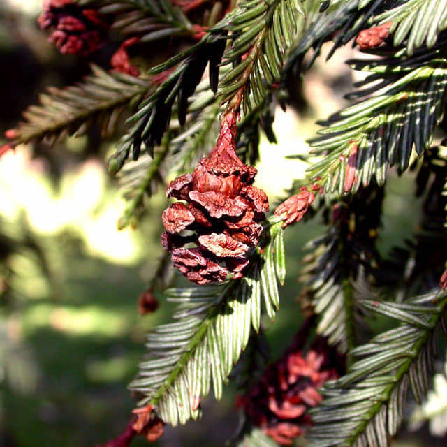 Sequoia sempervirens