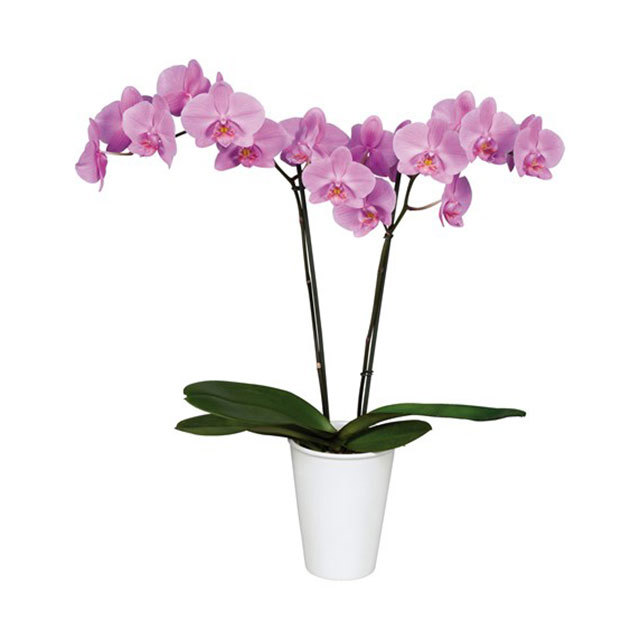 Phalaenopsis San Francisco