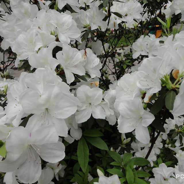 Rhododendron niveum Sudden Leaf Drop