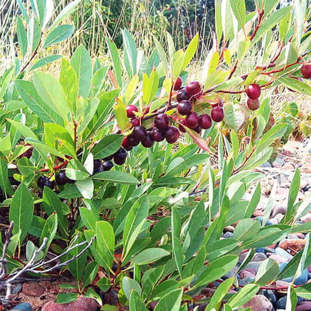 Prunus pumila