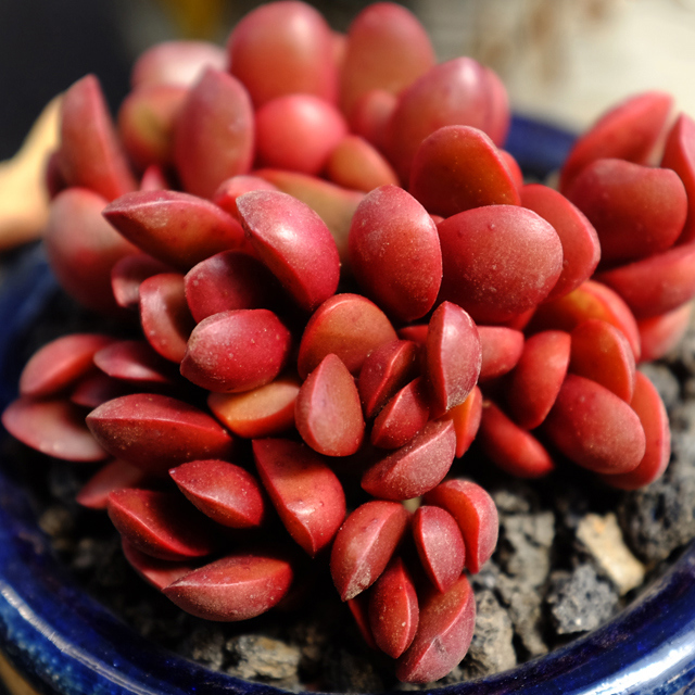 Crassula clavata