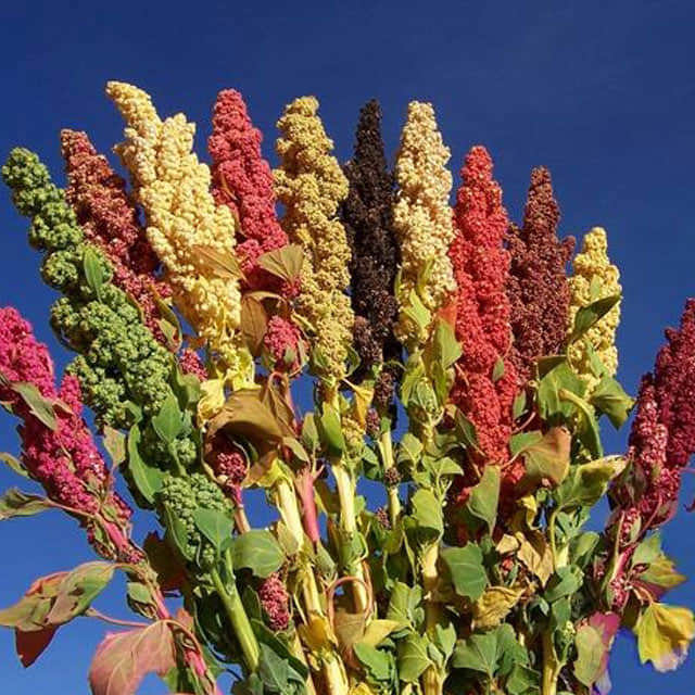 Chenopodium quinoa