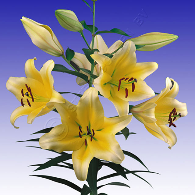 Lilium Manissa Fine Webbing