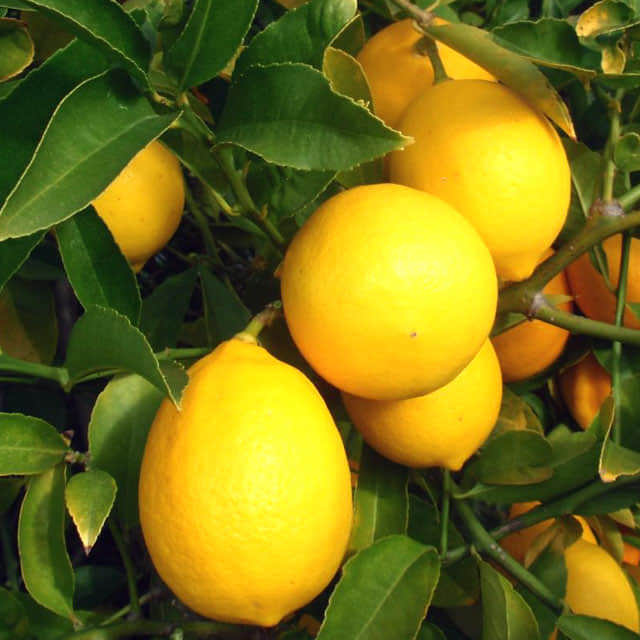 Citrus meyeri