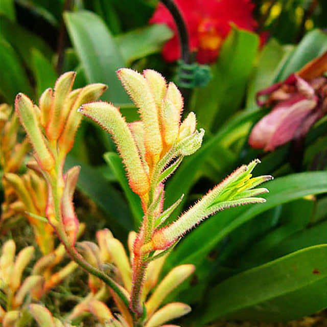 Anigozanthos manglesii