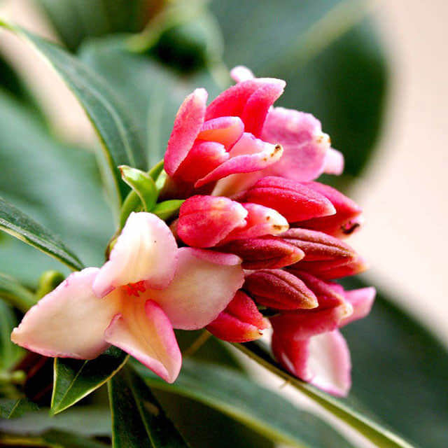 Daphne odora f. marginata