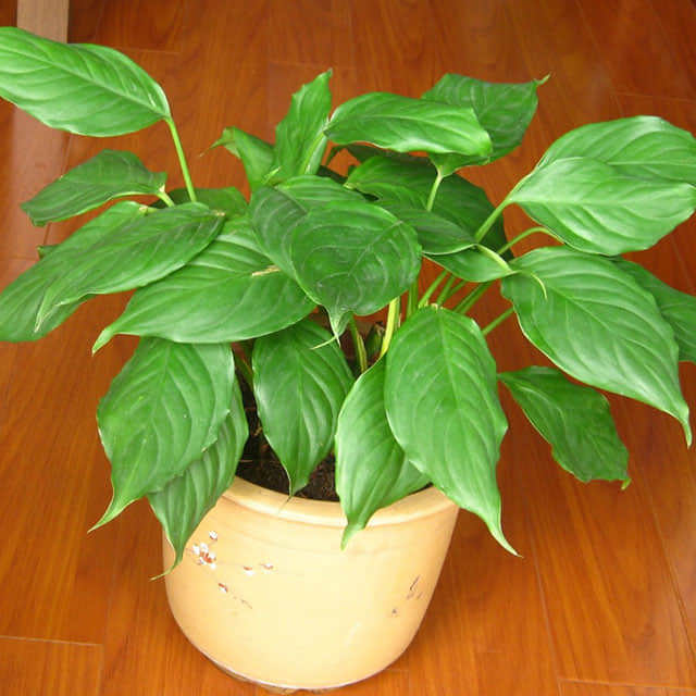 Aglaonema nitidum