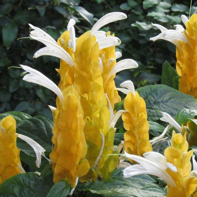 Pachystachys lutea