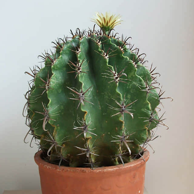 Ferocactus peninsulae White Cottony Spots