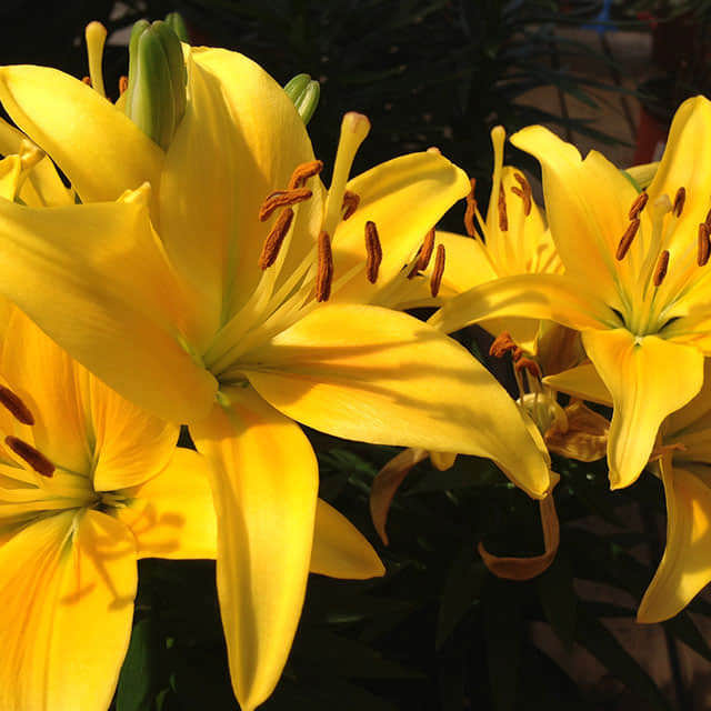 Lilium Asiatic Hybrids Fine Webbing