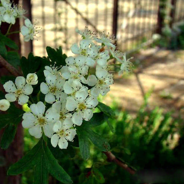 Crataegus monogyna