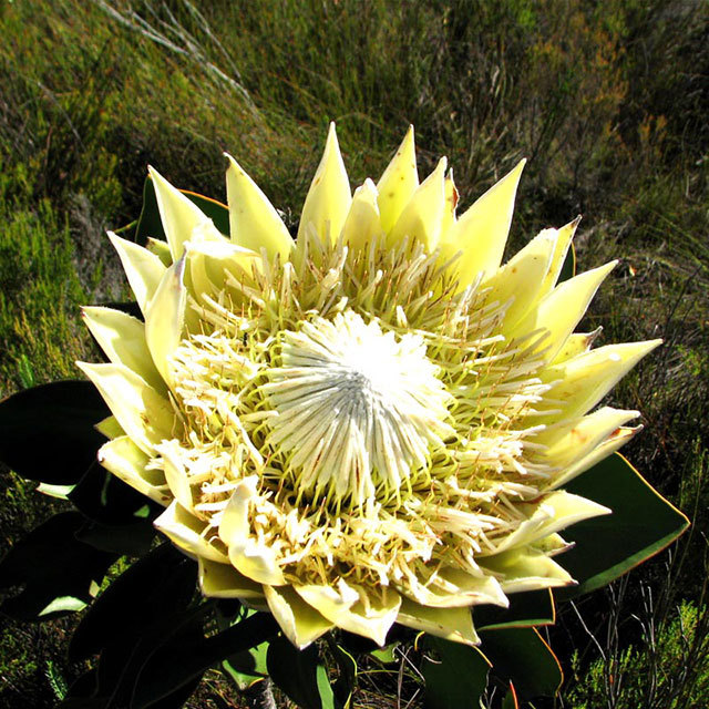 Protea cynaroides white