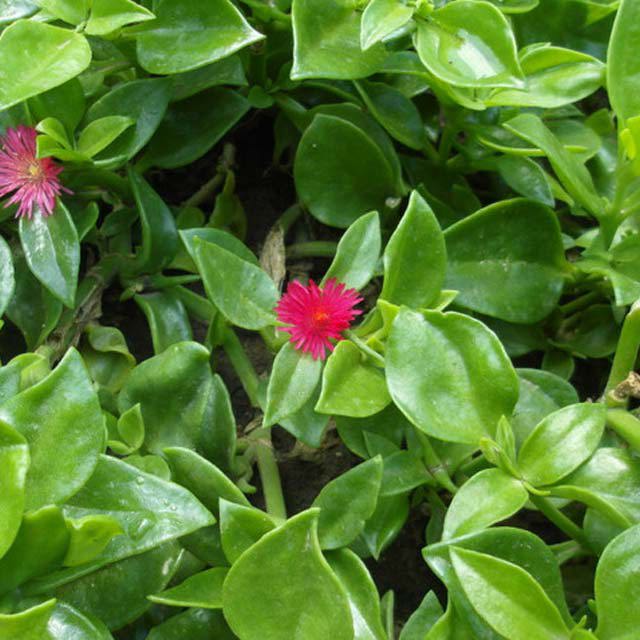 Mesembryanthemum cordifolium Macchie bianche cotonose