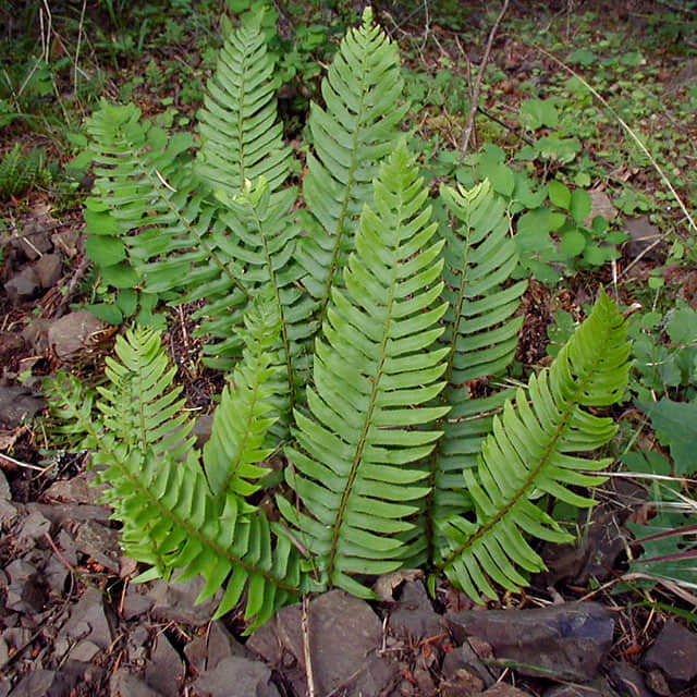 Polystichum munitum