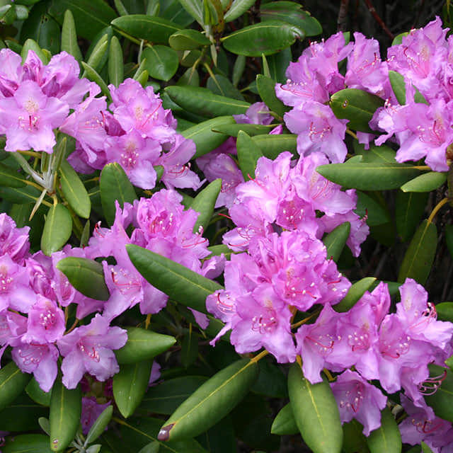 Rhododendron ponticum Fine Webbing