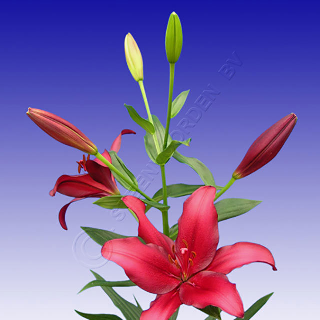 Lilium hybrid Cigalon White Powder