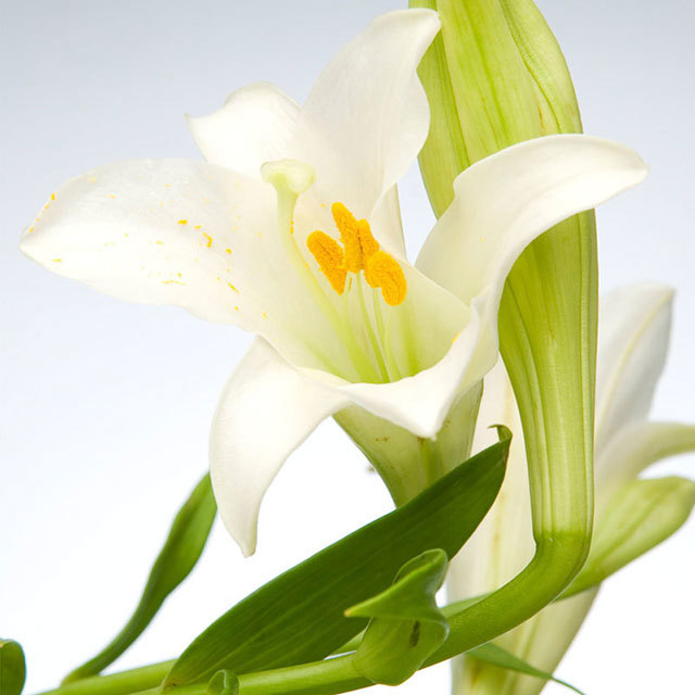 Lily Longi Sudden Leaf Drop