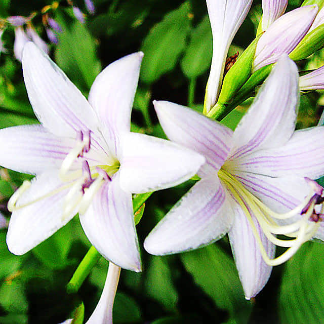 Hosta ventricosa White Powder