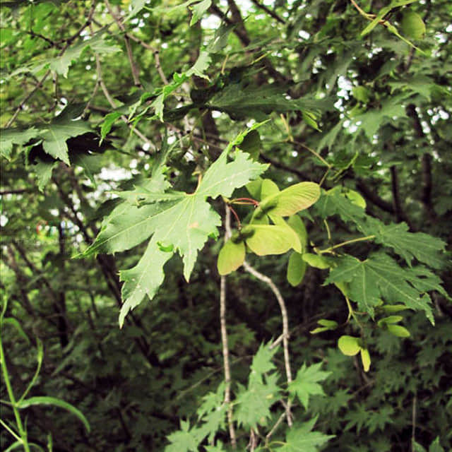 Acer sieboldianum Sticky Leaves