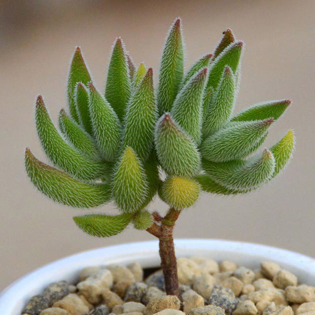 Crassula mesembrianthoides subsp. hispida Drooping Leaves