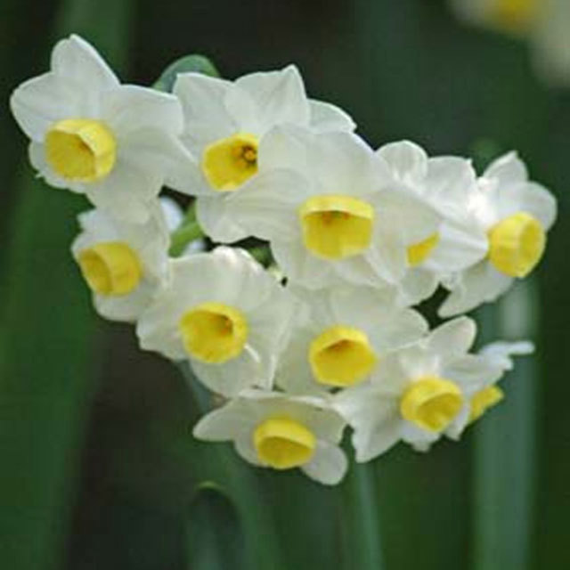 Narcissus Avalanche